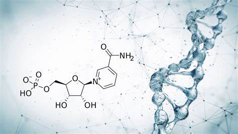 What is Nicotinamide Mononucleotide? - (NMN) 101